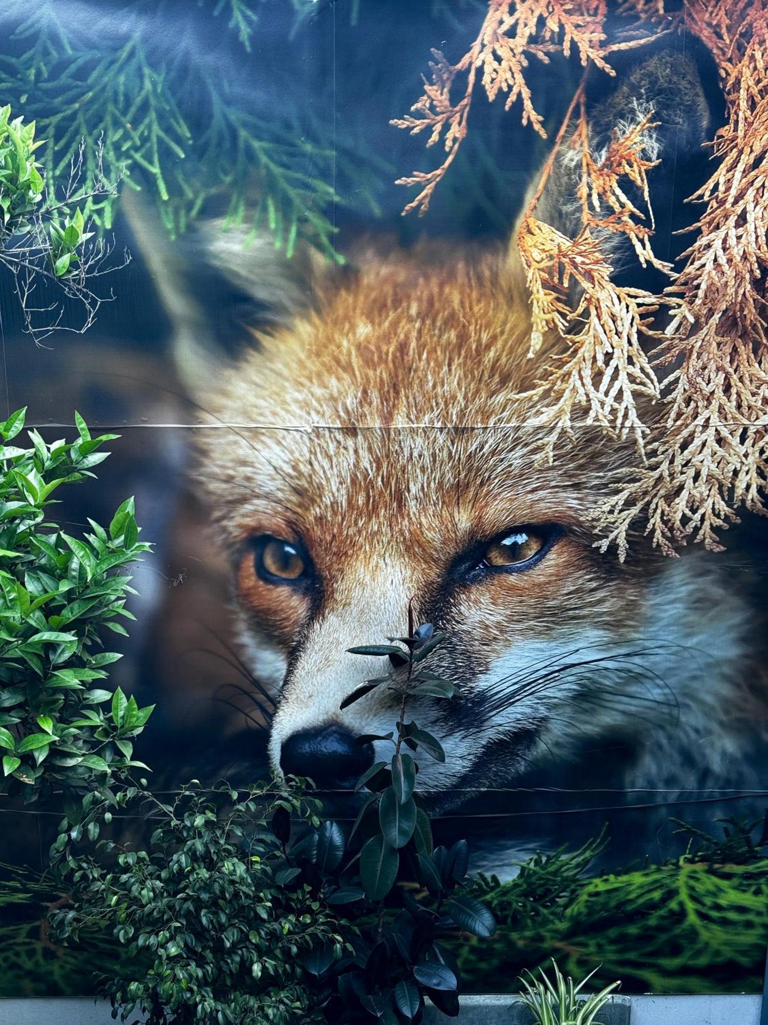 Guest house The Fox Santiago