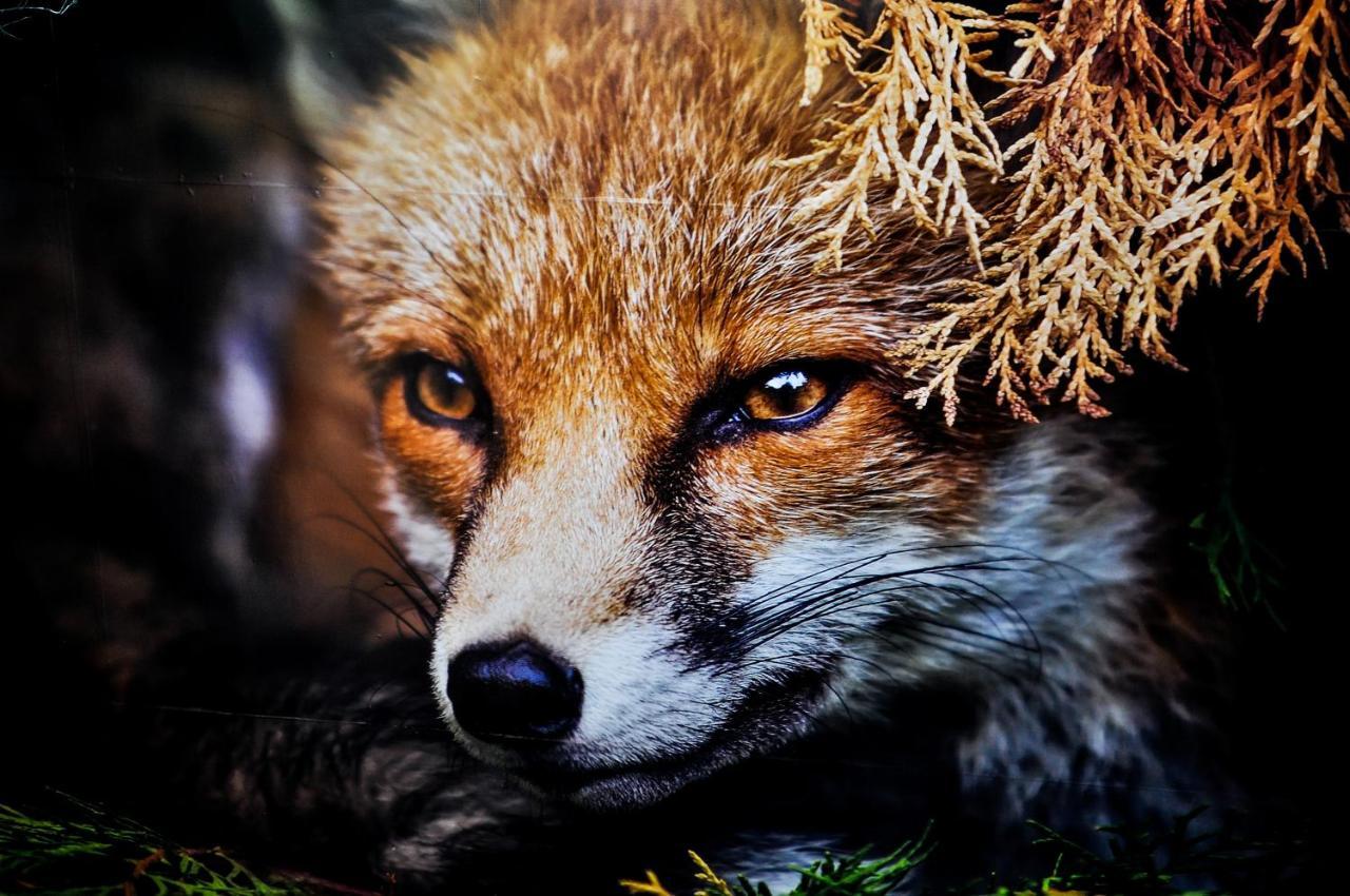 The Fox Guest house