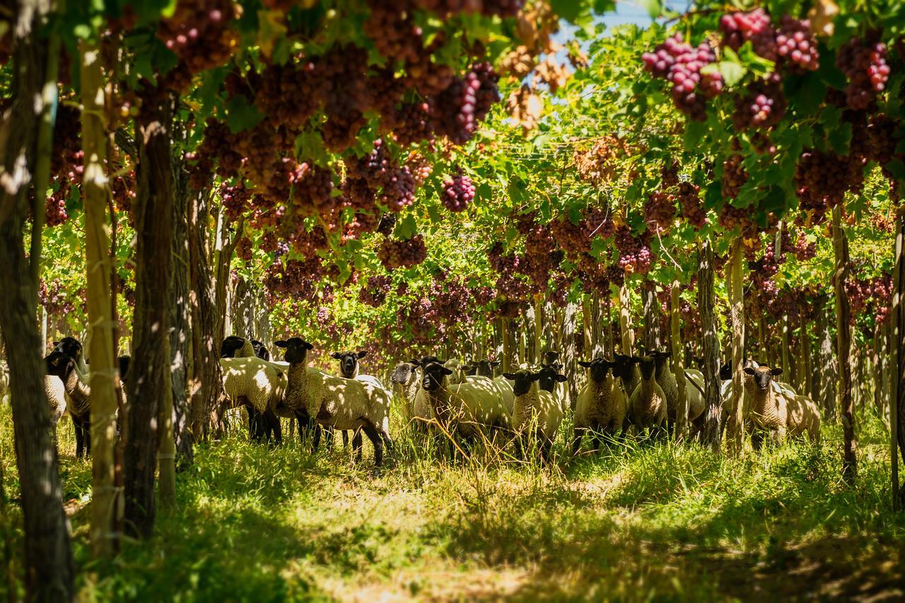 Agroturismo Uva Dulce Farm stay