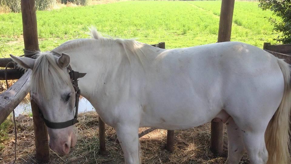 Agroturismo Uva Dulce Santiago