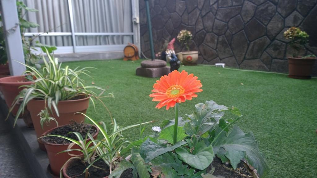 Bed & Breakfast Blumen Haus