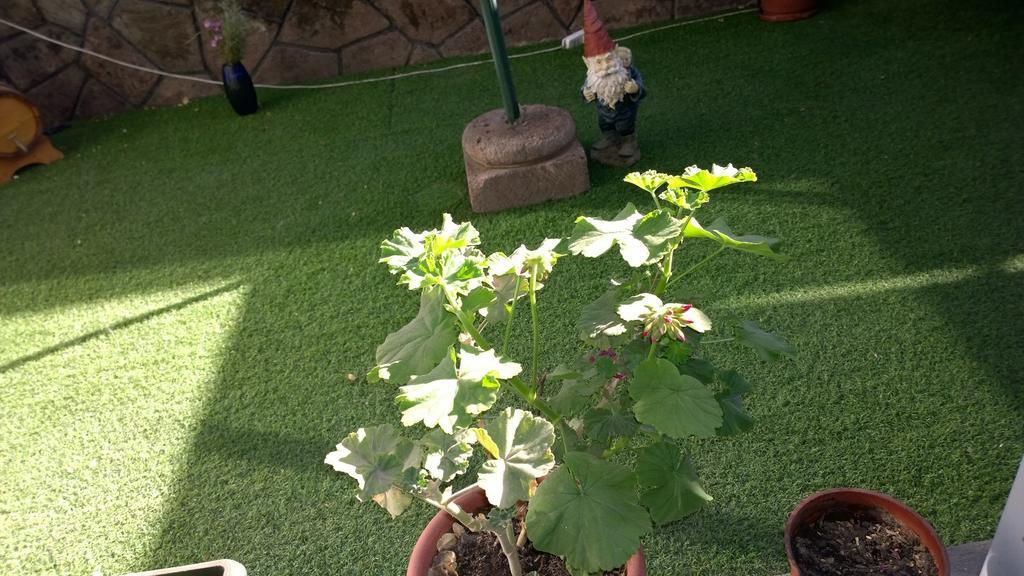 Bed & Breakfast Blumen Haus 2* Santiago
